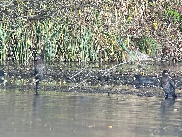Cormoran pygmée  - Thomas & Christa Pumberger