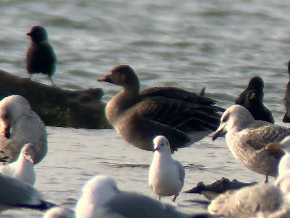 Oie de la toundra  - Thomas & Christa Pumberger