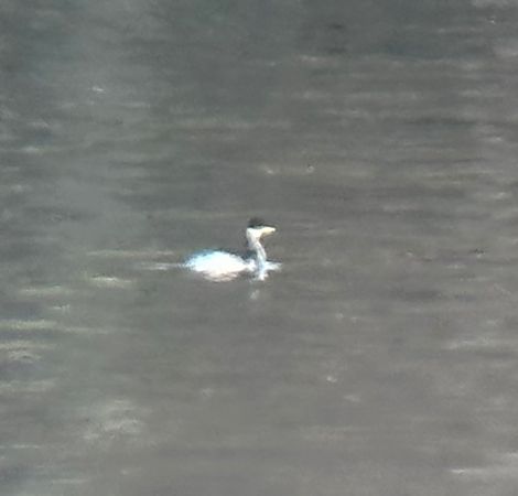 Grèbe jougris  - Thomas & Christa Pumberger