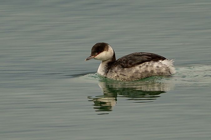 Grèbe esclavon  - Monika und Hermann Pirker
