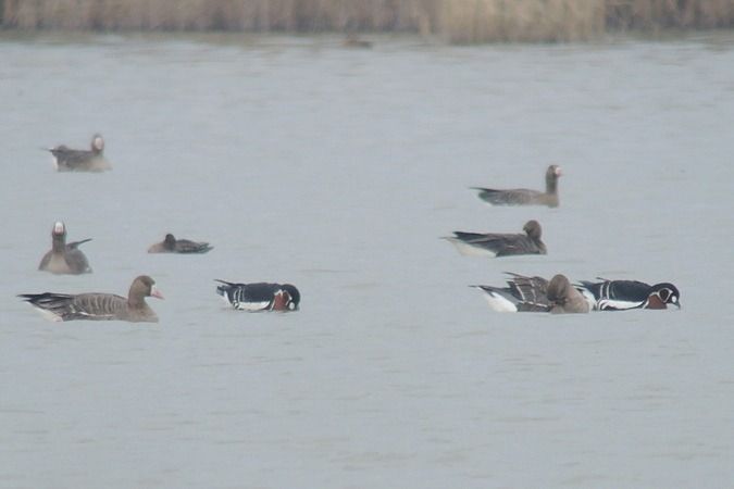 Bernache à cou roux  - Bernhard Zens