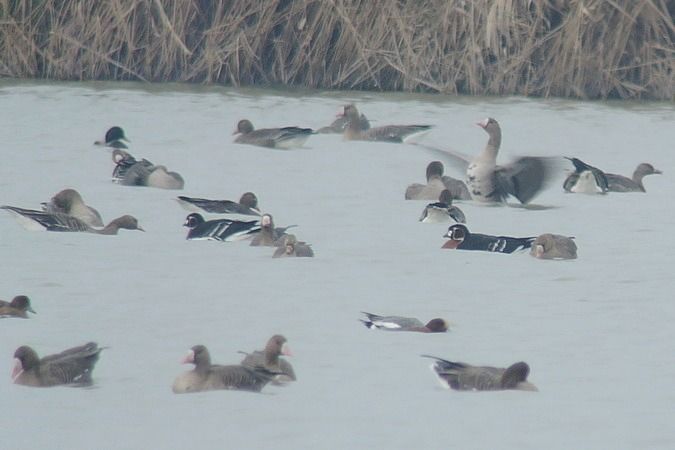 Bernache à cou roux  - Bernhard Zens