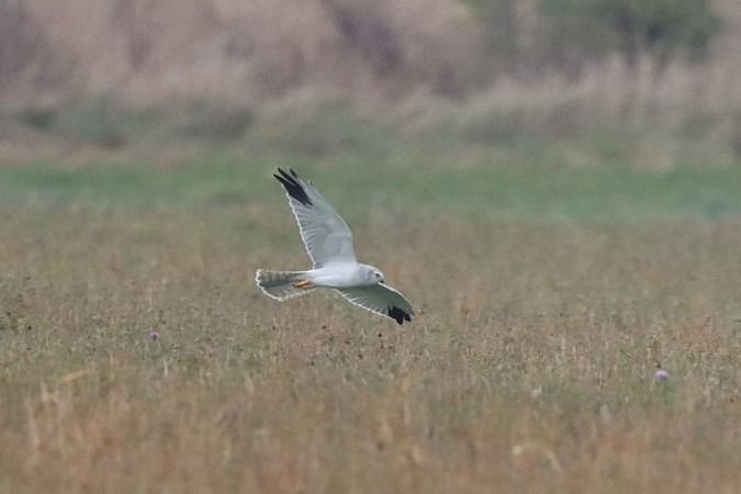 Busard pâle  - Bernhard Zens