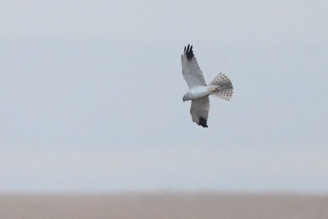 Busard pâle  - Bernhard Zens