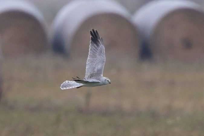 Busard pâle  - Bernhard Zens