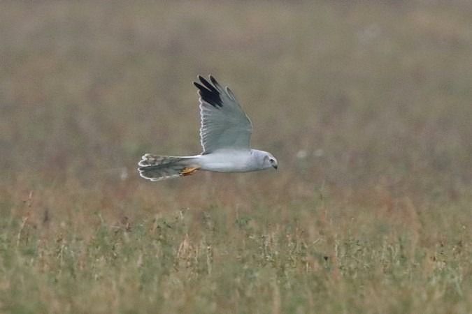 Busard pâle  - Bernhard Zens