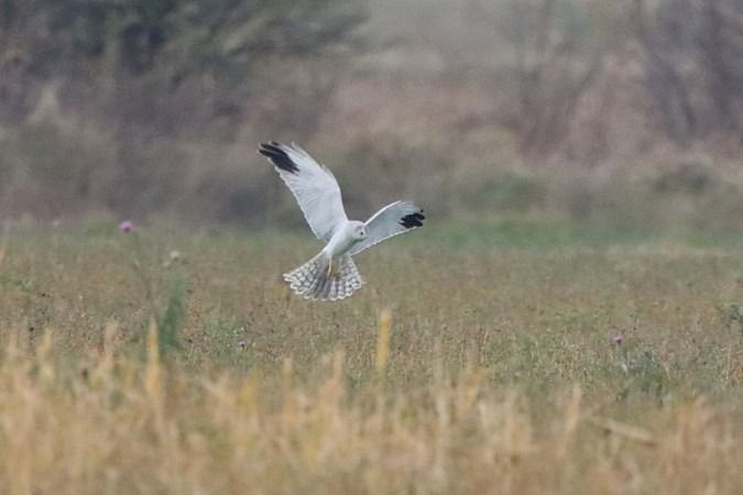 Busard pâle  - Bernhard Zens