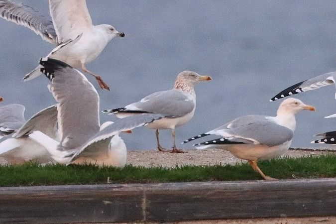 Goéland argenté  - Bernhard Zens