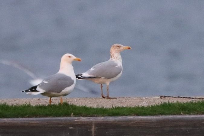 Goéland argenté  - Bernhard Zens