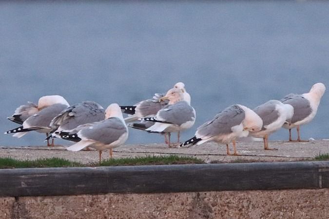 Goéland argenté  - Bernhard Zens