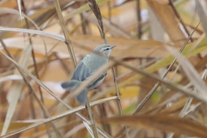 Pouillot de Sibérie  - Bernhard Zens
