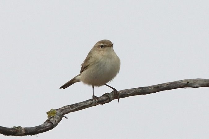 Pouillot de Sibérie  - Bernhard Zens
