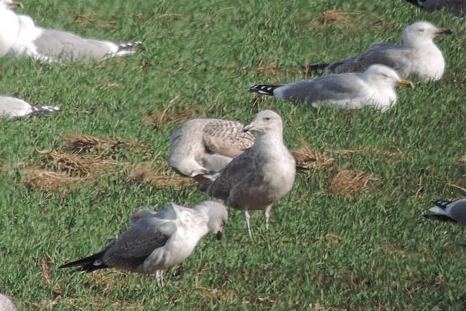 Goéland argenté  - Bernhard Zens
