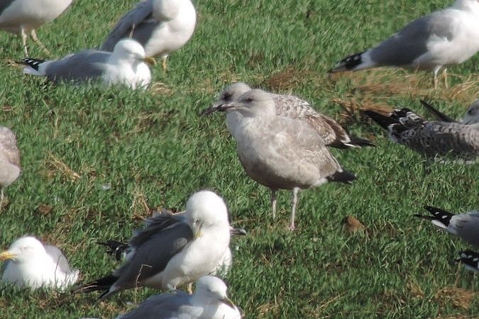 Goéland argenté  - Bernhard Zens
