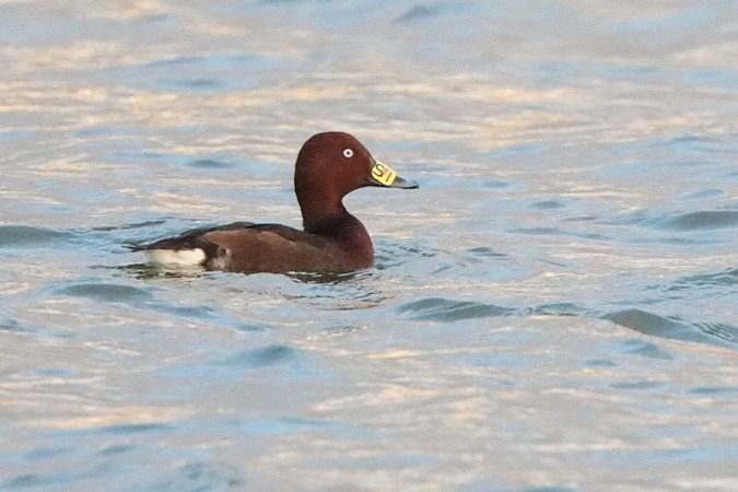 Fuligule nyroca  - Bernhard Zens