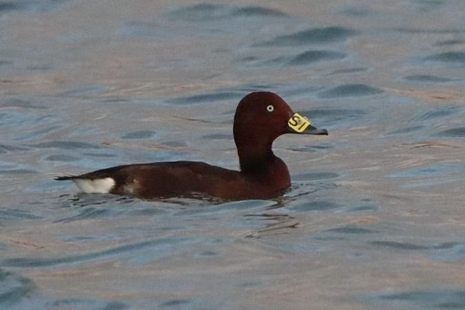 Fuligule nyroca  - Bernhard Zens