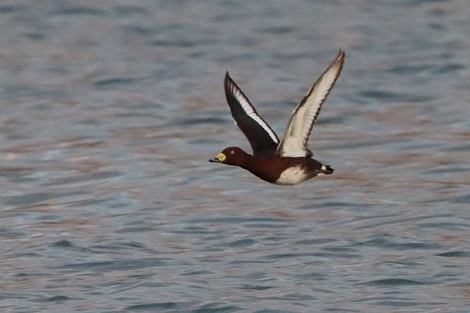 Fuligule nyroca  - Bernhard Zens