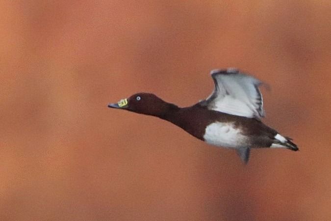Fuligule nyroca  - Bernhard Zens