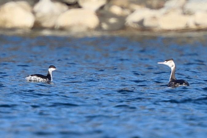 Grèbe esclavon  - Bernhard Zens