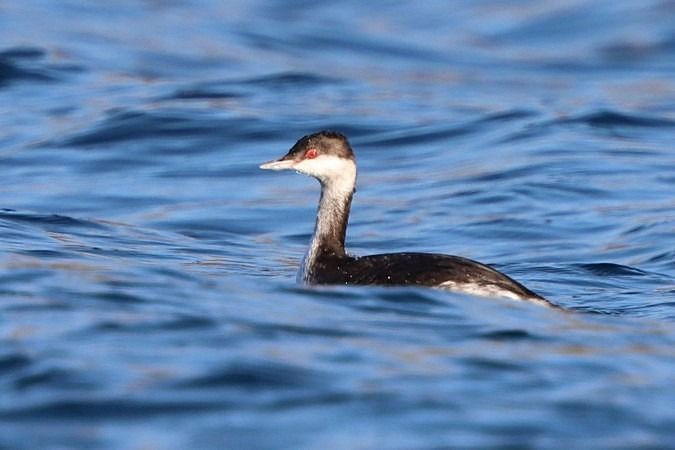 Grèbe esclavon  - Bernhard Zens