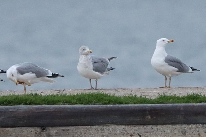 Goéland argenté  - Bernhard Zens