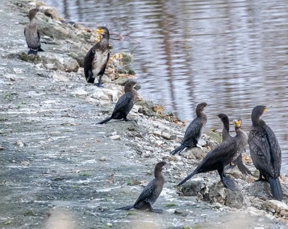 Cormoran pygmée  - Günter Weber