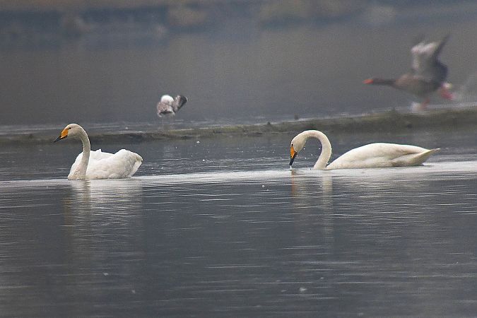 Cygne chanteur  - Peter Denefleh