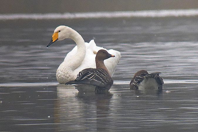 Cygne chanteur  - Peter Denefleh
