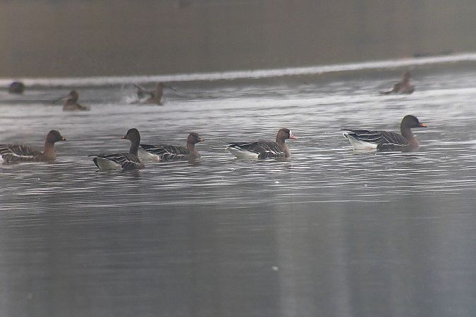 Oie de la toundra  - Peter Denefleh