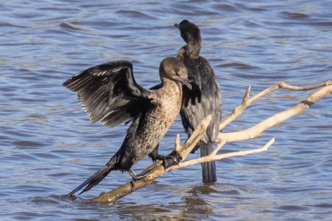 Cormoran pygmée  - Johann Prost