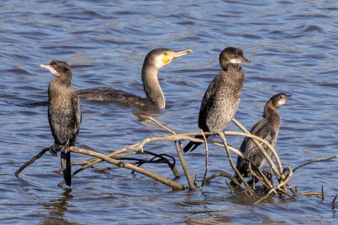 Cormoran pygmée  - Johann Prost