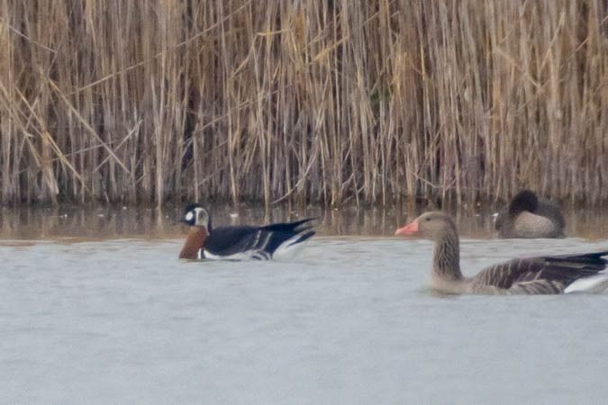 Bernache à cou roux  - Johann Prost