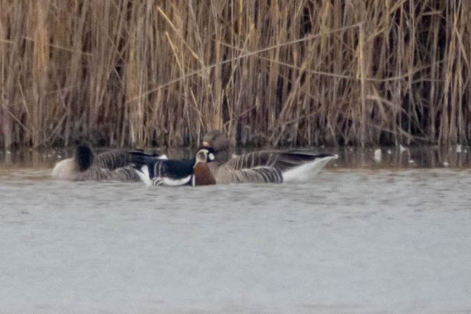 Bernache à cou roux  - Johann Prost