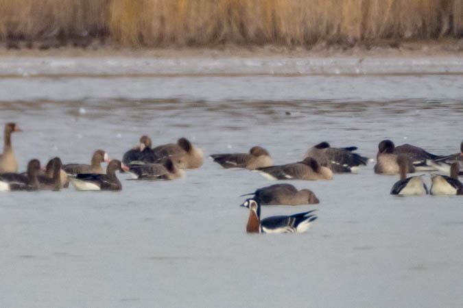 Bernache à cou roux  - Johann Prost