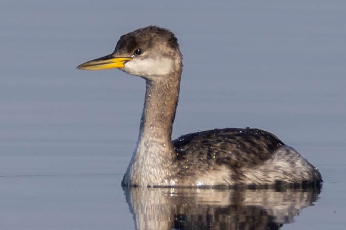 Grèbe jougris  - Johann Prost
