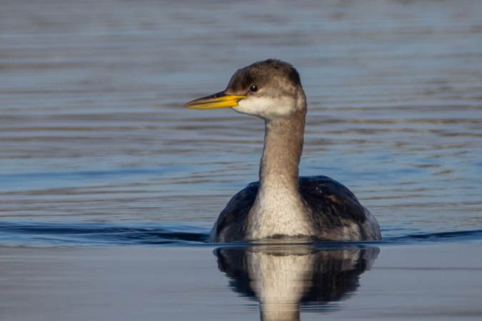 Grèbe jougris  - Johann Prost