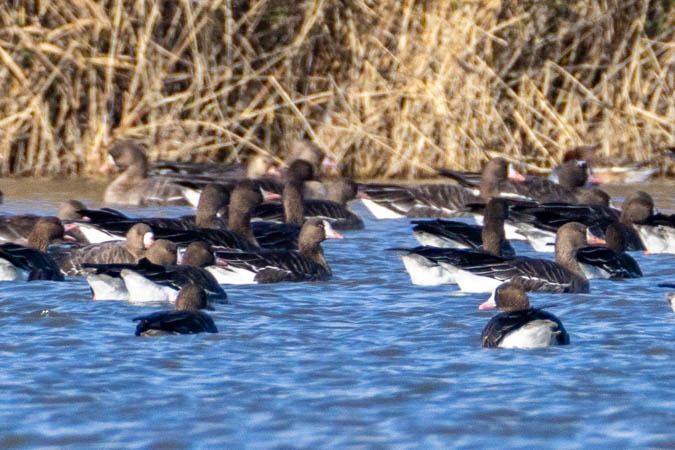 Oie naine  - Johann Prost