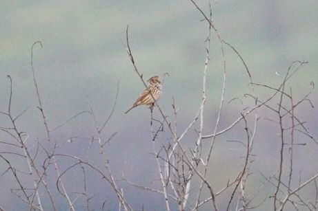 Bruant proyer  - Christoph Winter