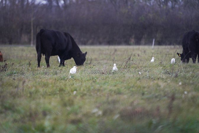 Héron garde-boeufs  - Christoph Winter