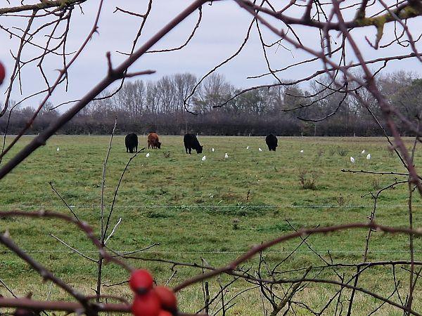 Héron garde-boeufs  - Christoph Winter