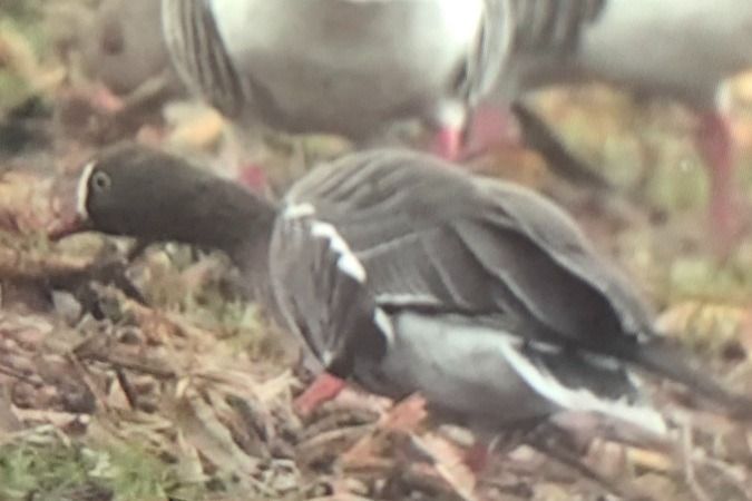 Oie naine  - Jakob Vratny