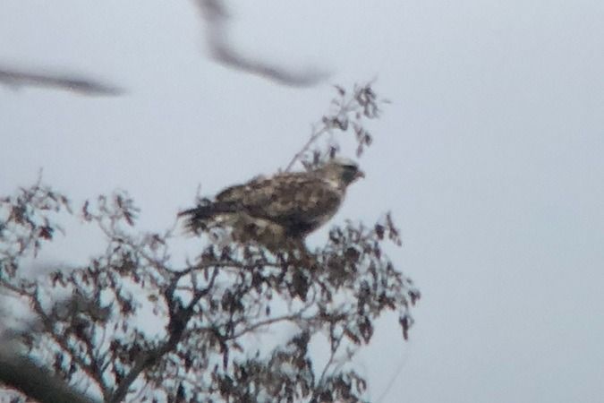 Buse pattue  - Jakob Vratny