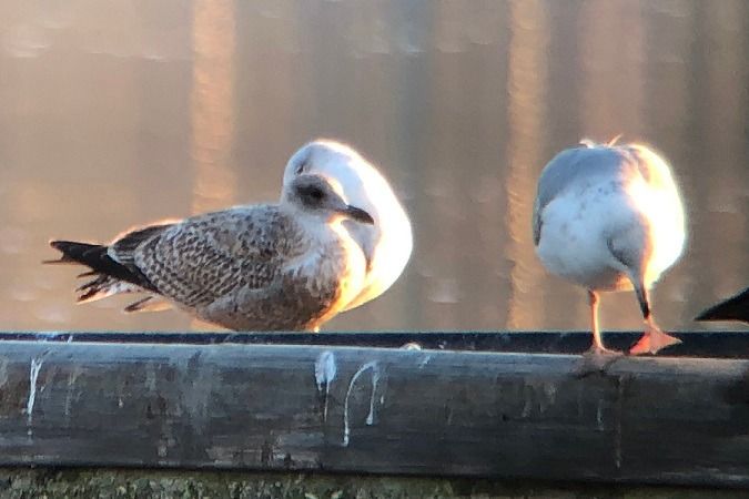 Goéland argenté  - Jakob Vratny