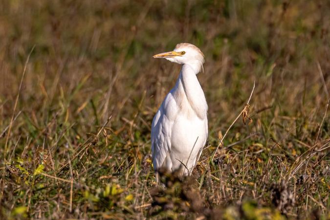 Héron garde-boeufs  - Heinrich Malina
