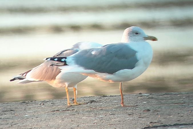 Goéland hybride indéterminé  - Patrick Mösinger