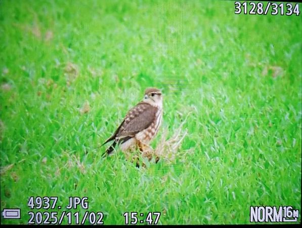 Faucon émerillon  - Anonyme