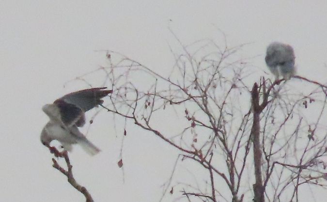 Élanion blanc  - Manfred Jochum