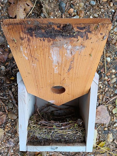 Oiseau indéterminé  - Alexander Foki