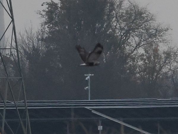 Buse pattue  - Alexander Foki