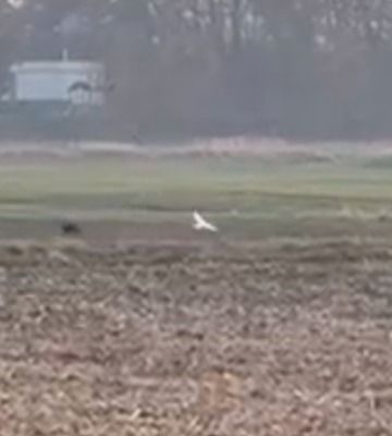 Oiseau indéterminé  - Anonyme